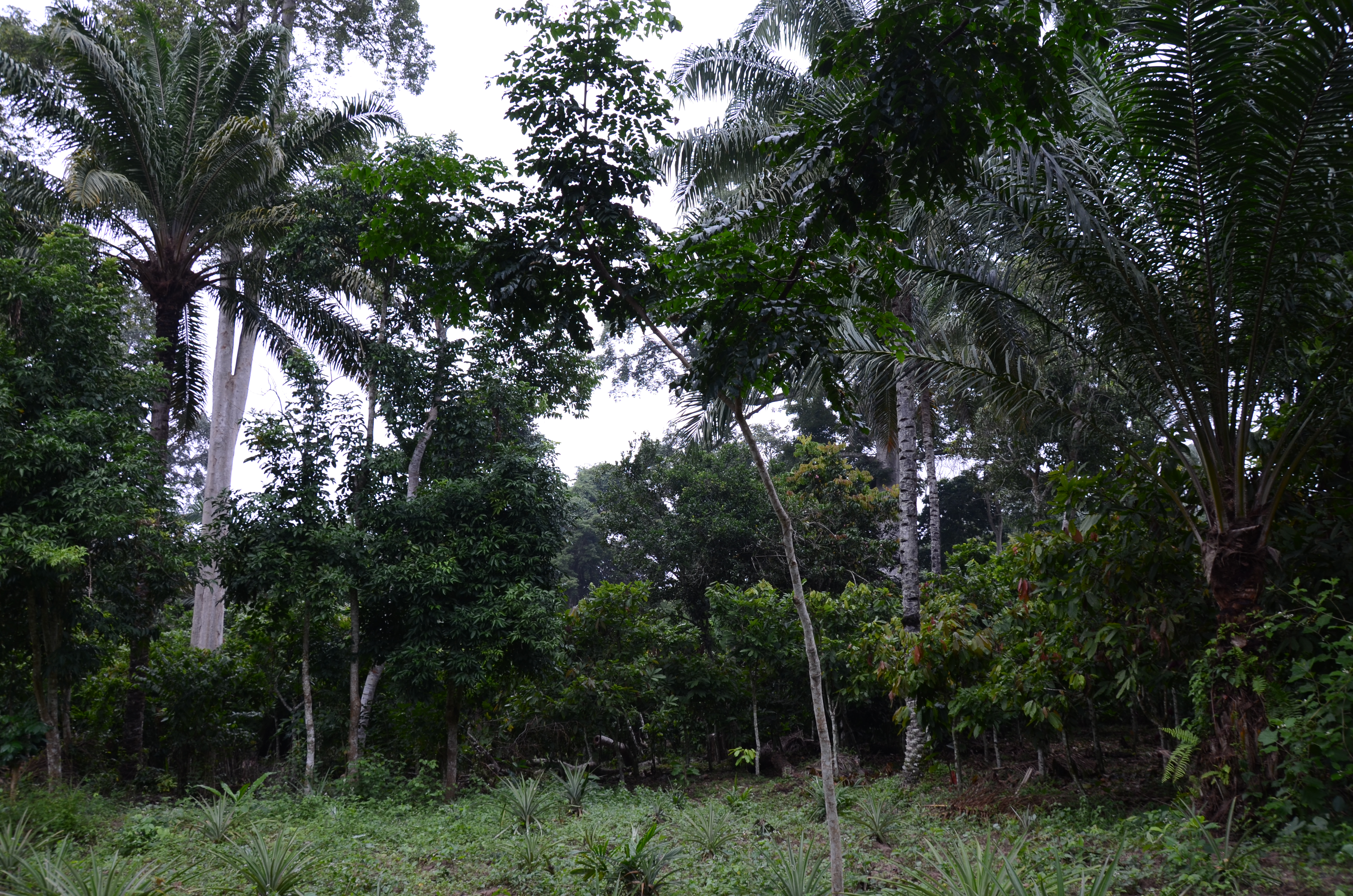 image from Project 2: Cocoa Agroforestry Canopy Gap Predictor