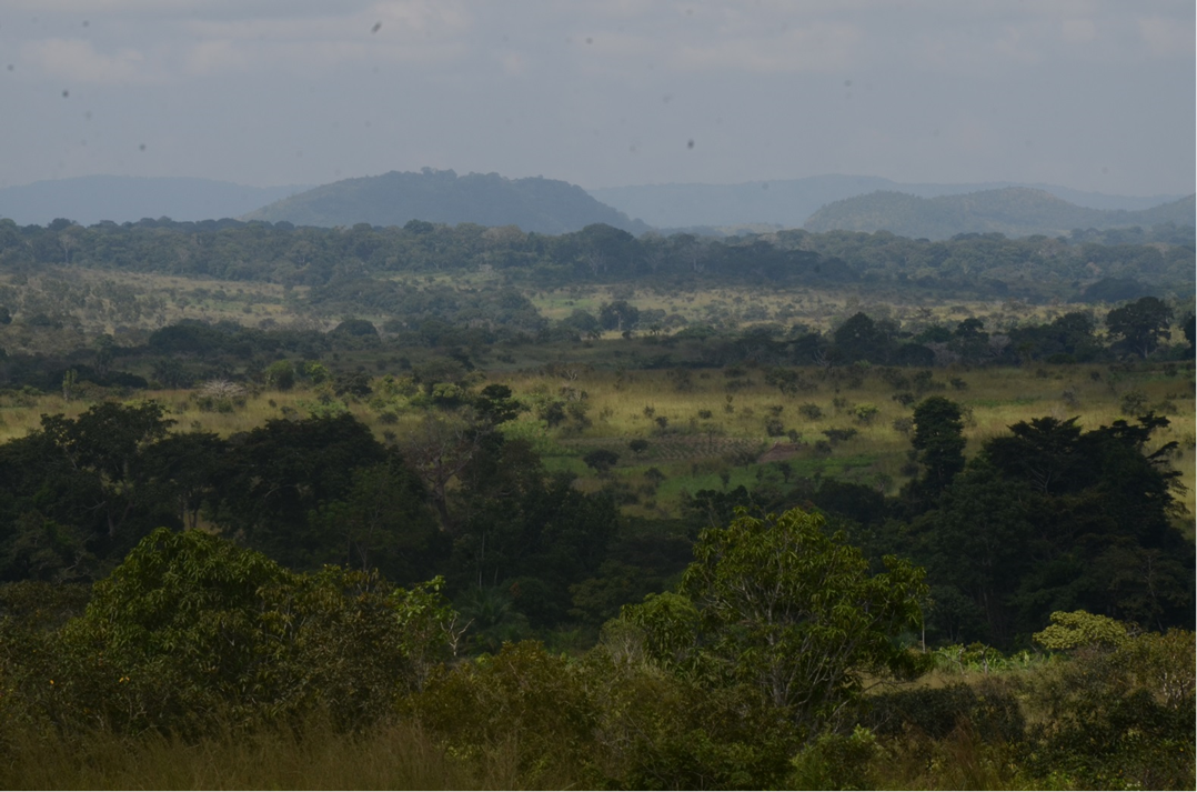 image from Project 3: Estimator of Tree Spatial Pattern in Agroforests